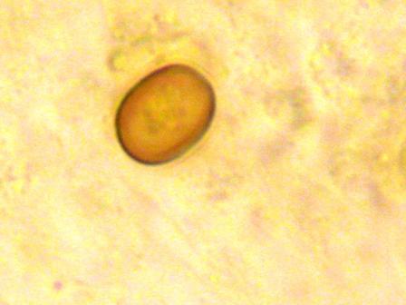 Prime Spore!